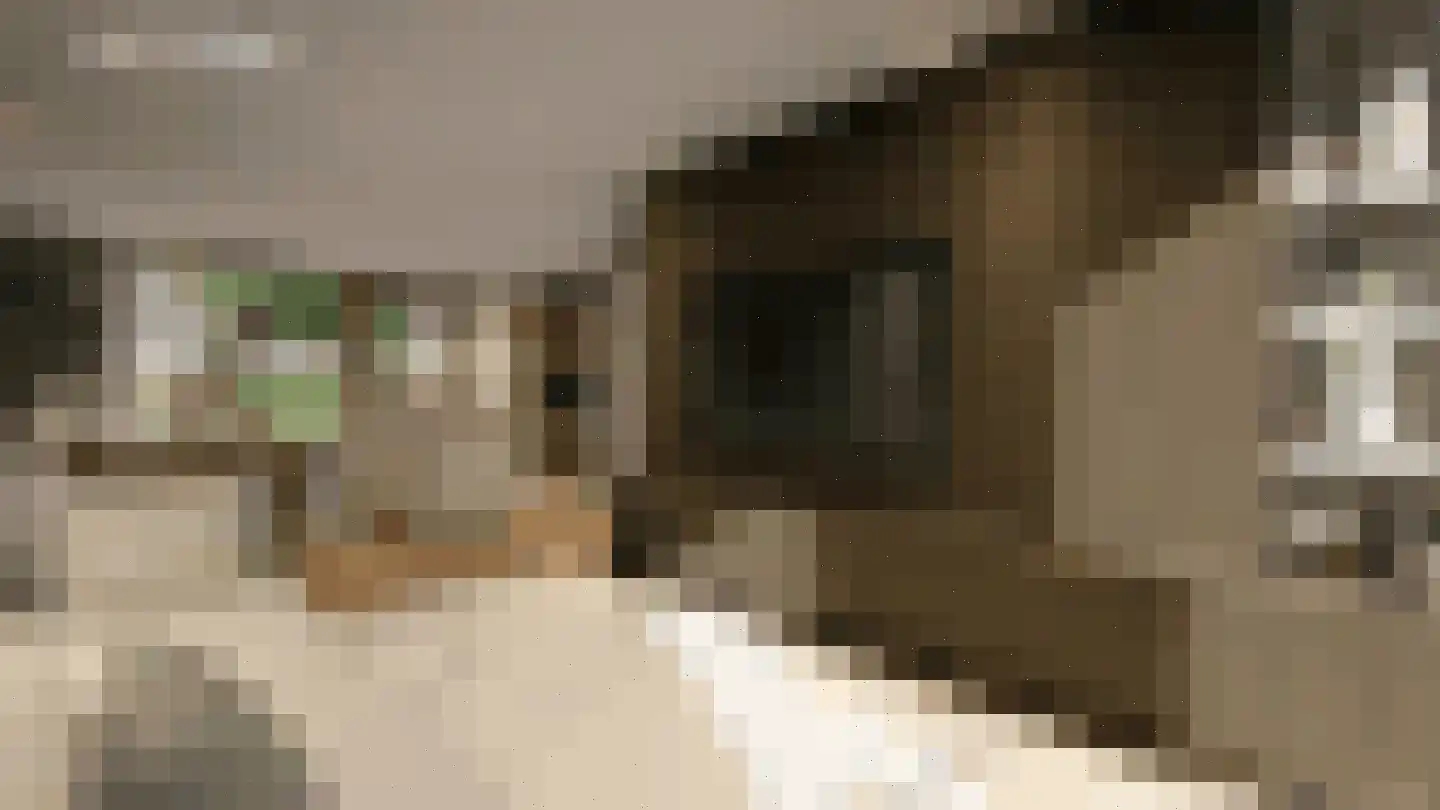 Bosbes 11 Someren thumbnail 7