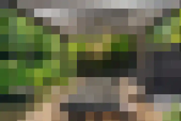Bosbes 12 Rotterdam thumbnail 25
