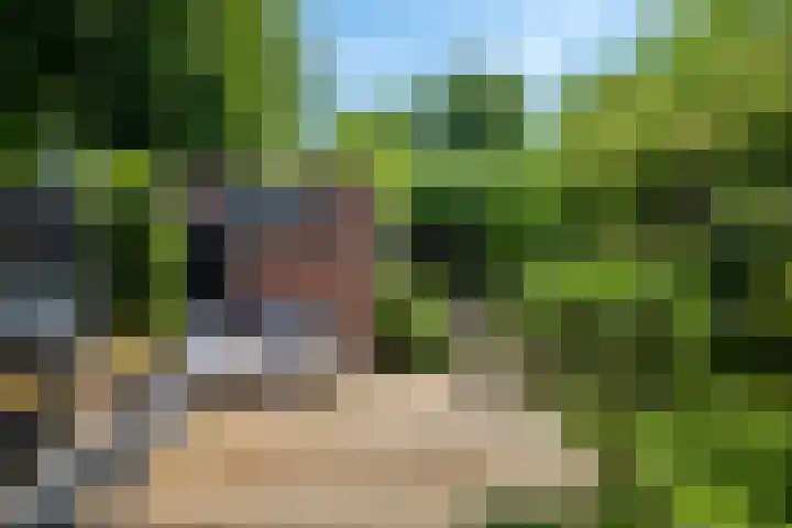 Bosbes 12 Rotterdam thumbnail 29