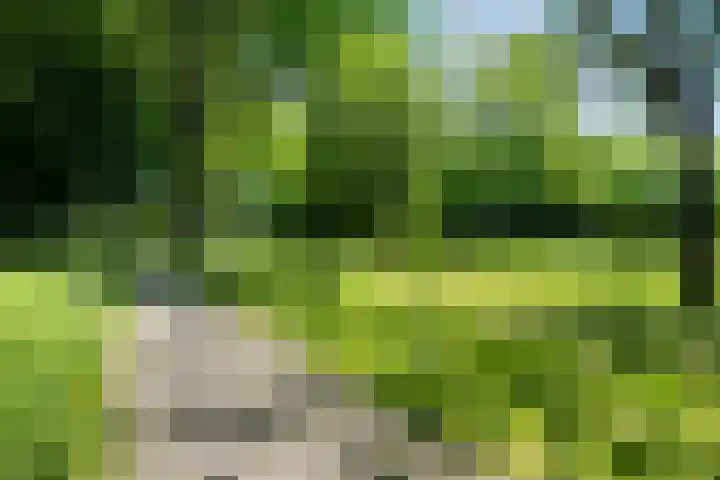 Bosbes 12 Rotterdam thumbnail 33