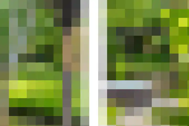 Bosbes 12 Rotterdam thumbnail 34