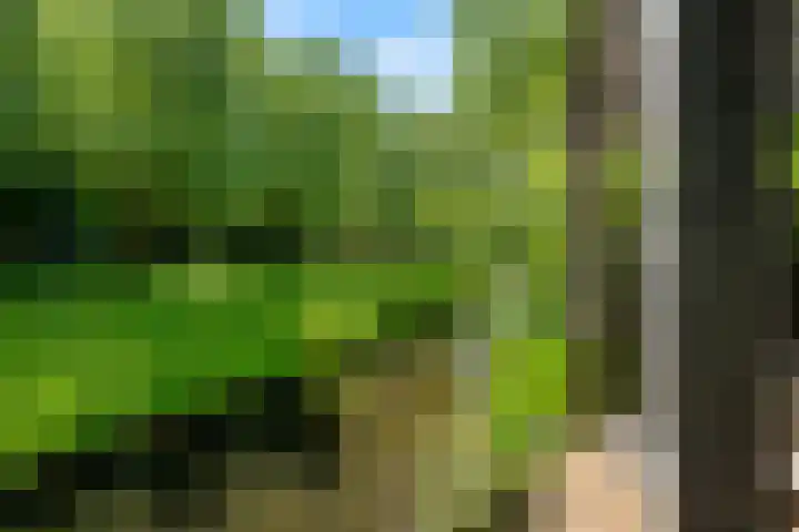 Bosbes 12 Rotterdam thumbnail 37