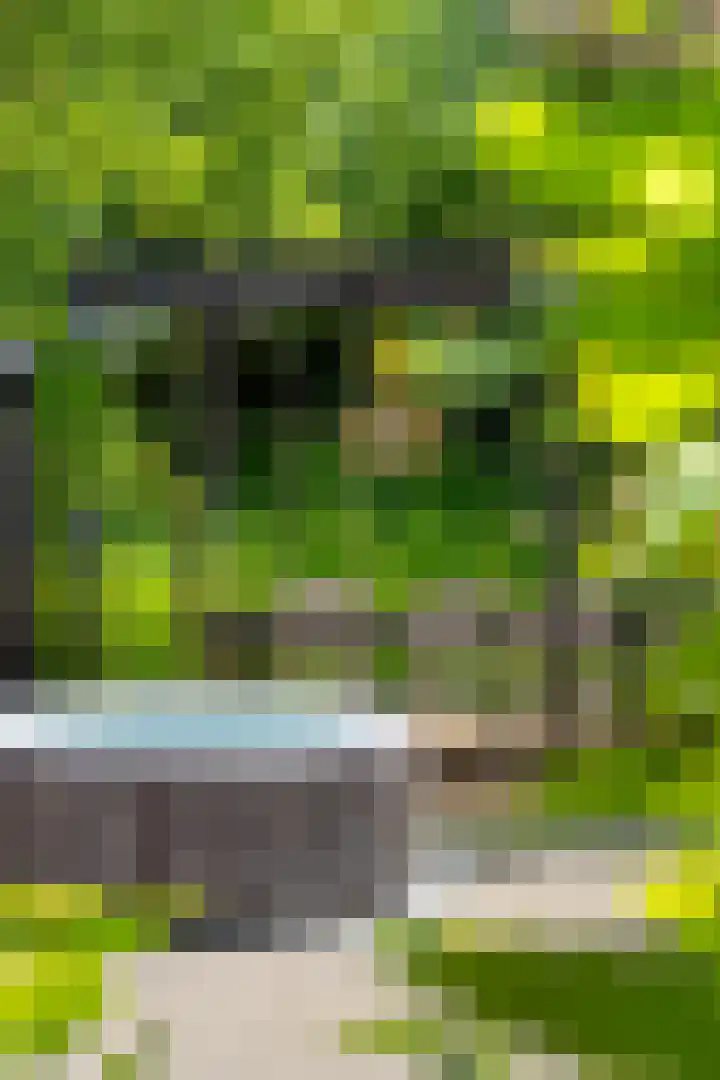Bosbes 12 Rotterdam thumbnail 40