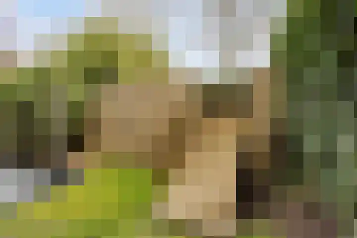 Bosbes 26 Zeewolde thumbnail 44