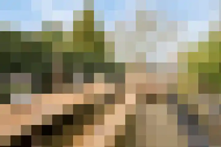 Bosbes 26 Zeewolde thumbnail 46