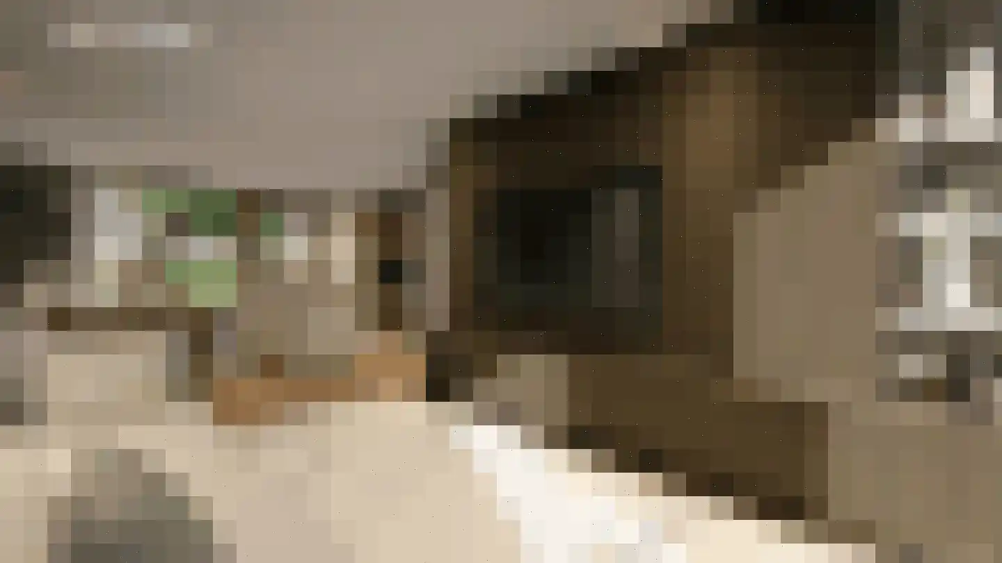 Bosbes 5 Someren thumbnail 7