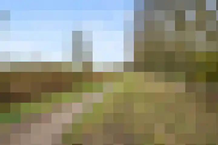 Bosbes 58 Rotterdam thumbnail 26