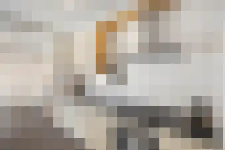 Bosbesstraat 7 Hoogeveen thumbnail 7