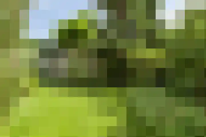 Bosboom Toussaintlaan 72 Heemstede thumbnail 12
