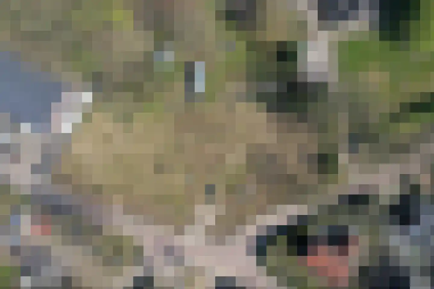 Bosboombroekerweg 20 C Heelweg thumbnail 4