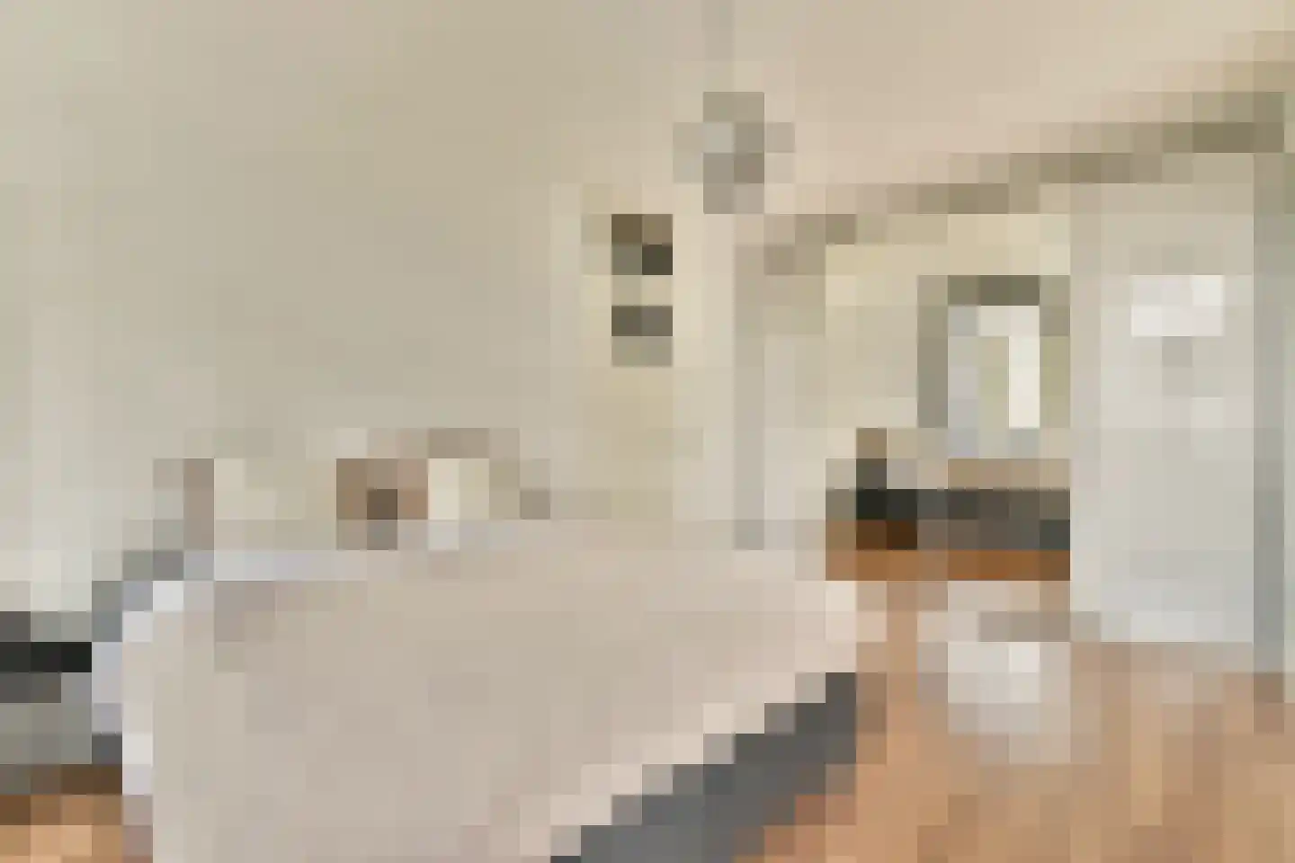 Bosboomlaan 20 A Schiedam thumbnail 14
