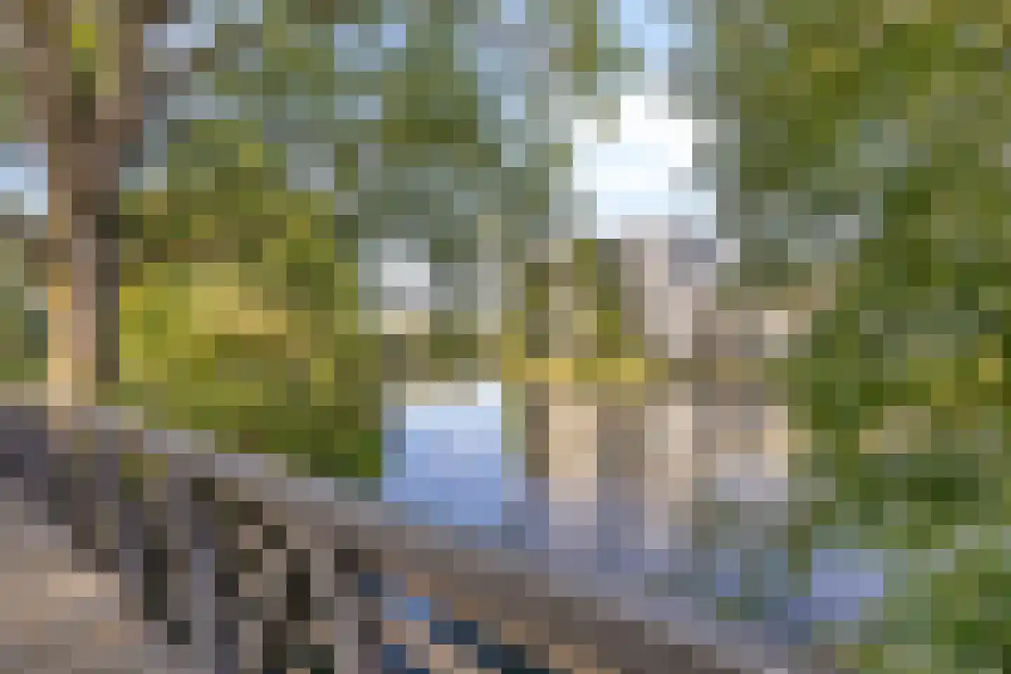 Bosboompad 38 Rosmalen thumbnail 36