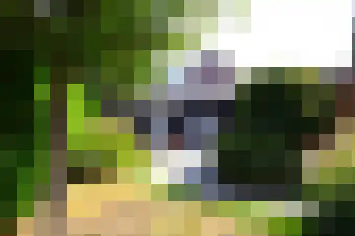 Bosboomplantsoen 44 Oosterhout thumbnail 17