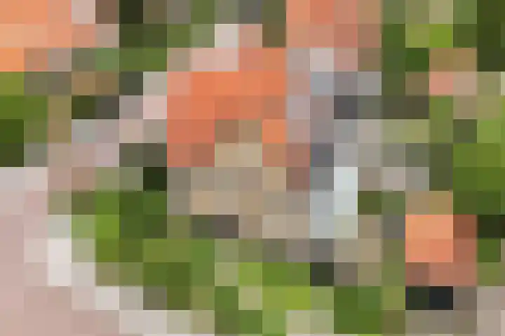 Bosboomstraat 1 Arnhem thumbnail 5