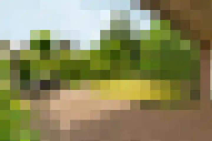 Bosboomstraat 38 Arnhem thumbnail 39