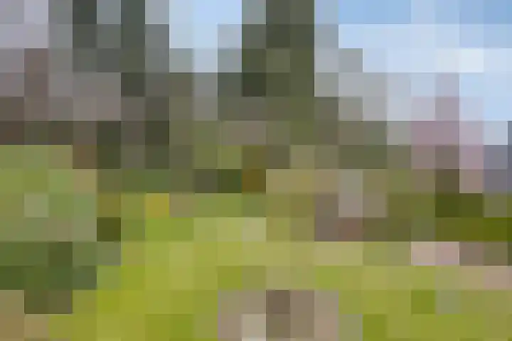 Bosbouwkamp 29 Vledder thumbnail 28