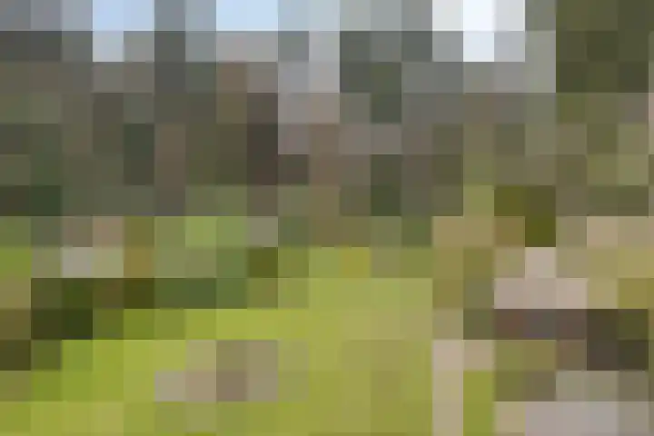 Bosbouwkamp 29 Vledder thumbnail 29