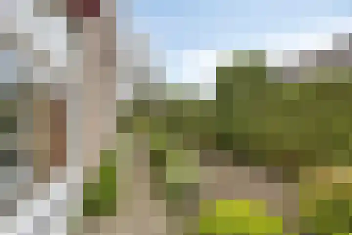 Bosbouwkamp 29 Vledder thumbnail 35