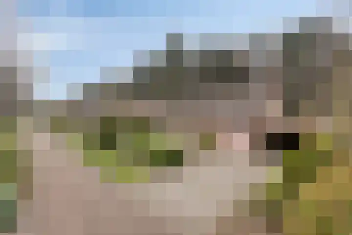 Bosbouwkamp 29 Vledder thumbnail 39
