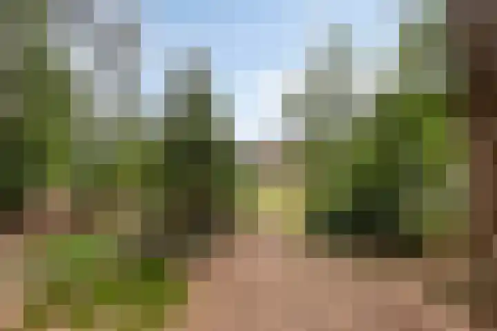 Bosbouwkamp 29 Vledder thumbnail 41