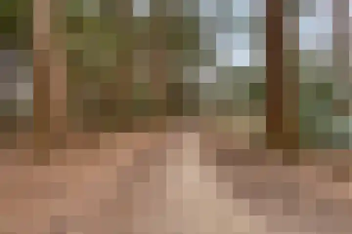 Bosbouwkamp 29 Vledder thumbnail 44
