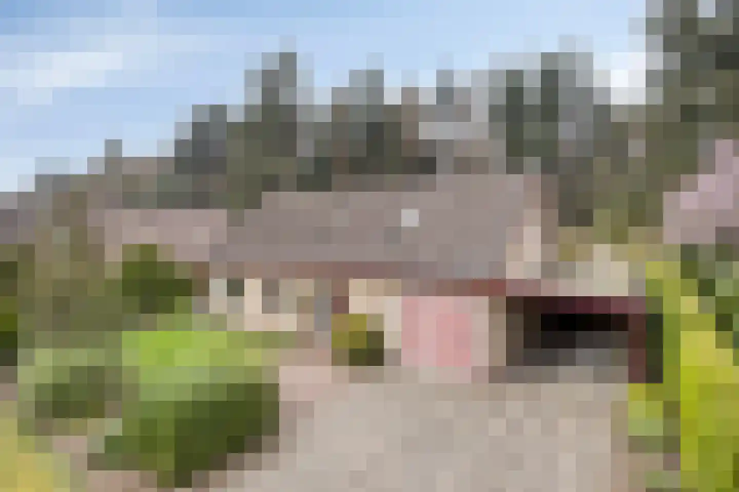 Bosbouwkamp 29 Vledder thumbnail 49