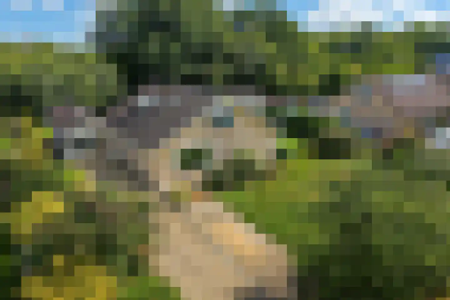 Bosbouwkamp 51 Vledder thumbnail 38