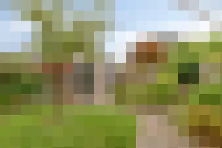 Bosbraam 16 Assen thumbnail 41