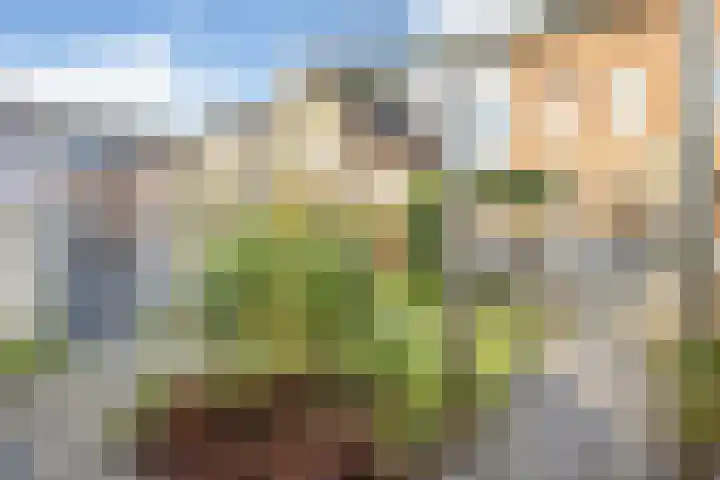 Bosbraam 18 Assen thumbnail 56