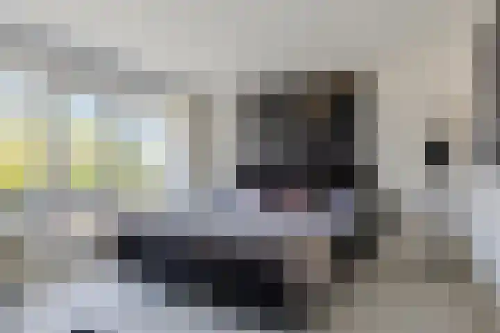 Bosch 24 Zwijndrecht thumbnail 15