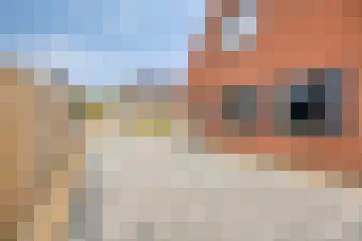 Bosch-Akker 8 Vortum-Mullem thumbnail 18