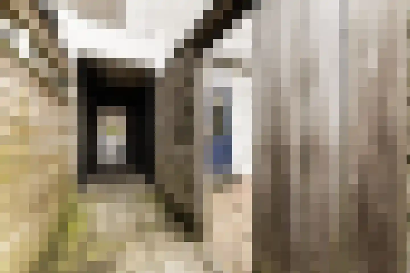 Boschjesstraat 75 Koog aan de Zaan thumbnail 41