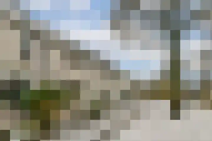 Boschlust 8 Gouda thumbnail 5