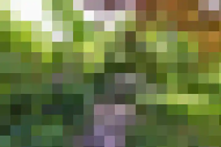 Boschmansweg 6 a Schoorl thumbnail 4