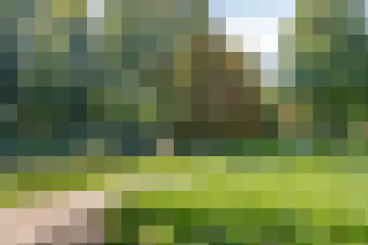 Boschstraat 67 Zaltbommel thumbnail 43