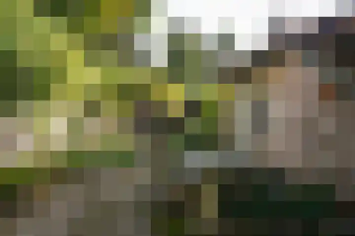 Boschstraat 69 Zaltbommel thumbnail 31