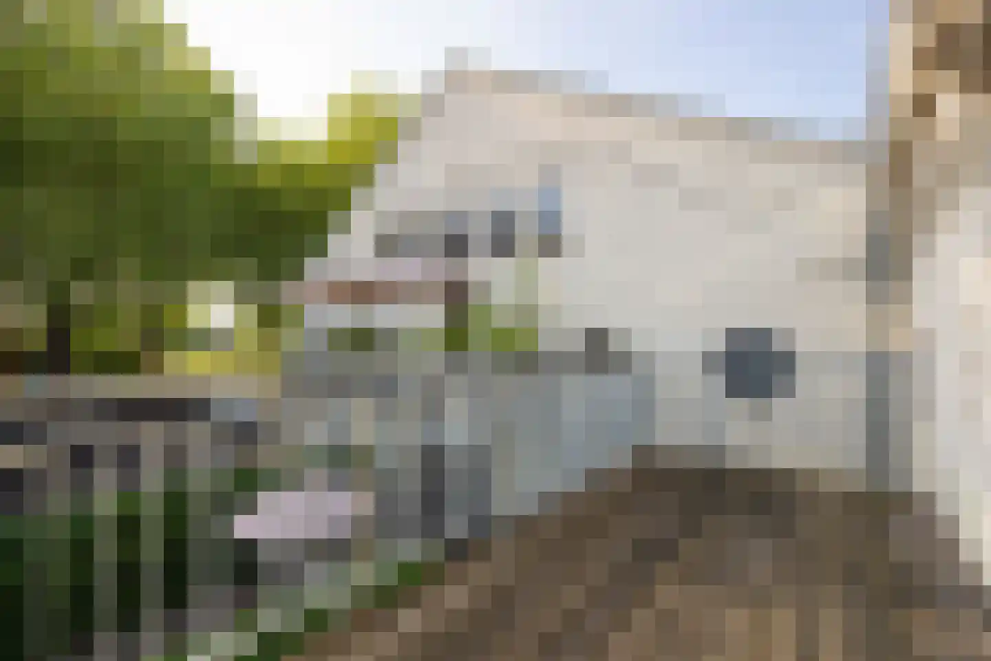 Boschveldweg 203 's-Hertogenbosch thumbnail 20