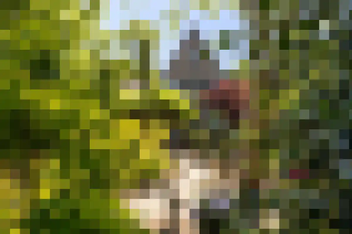 Boschweg 123 Schijndel thumbnail 68