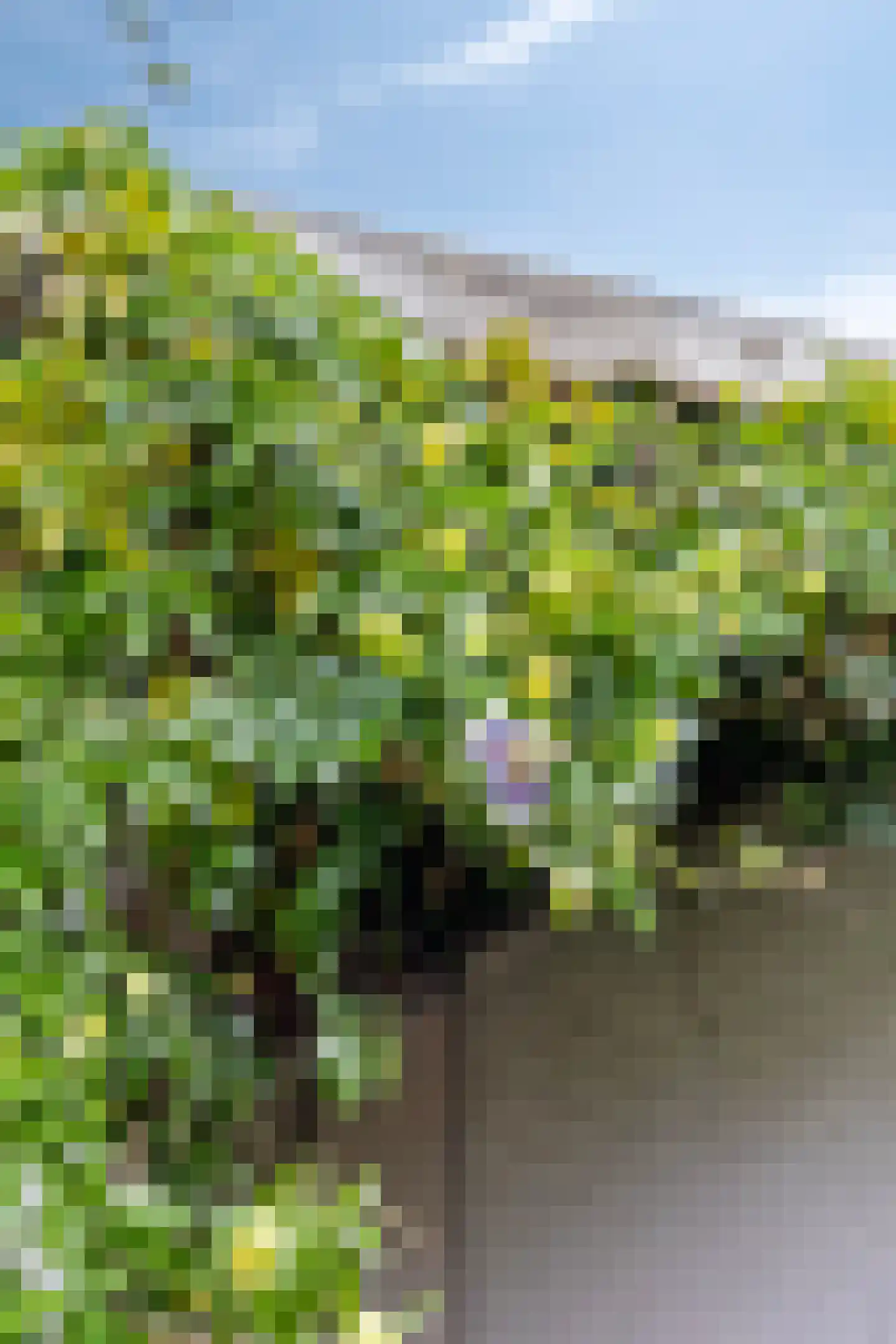 Boschweg 14 A Den Andel thumbnail 75