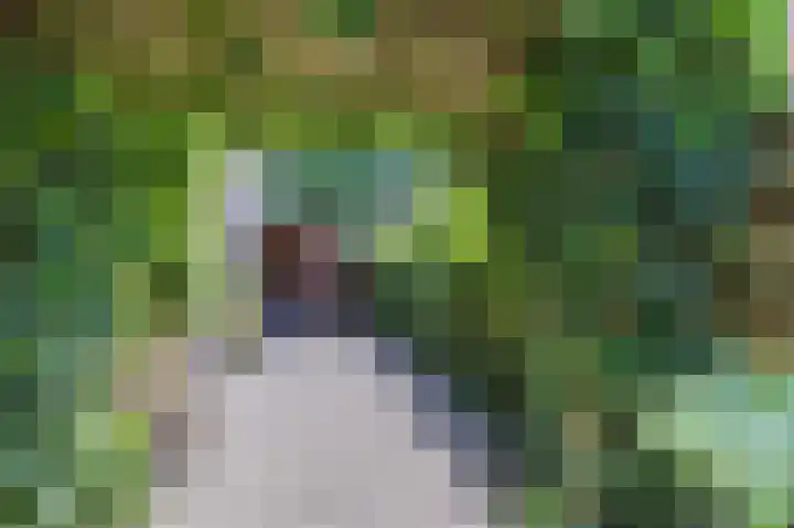 Boschweg 40 Akersloot thumbnail 32