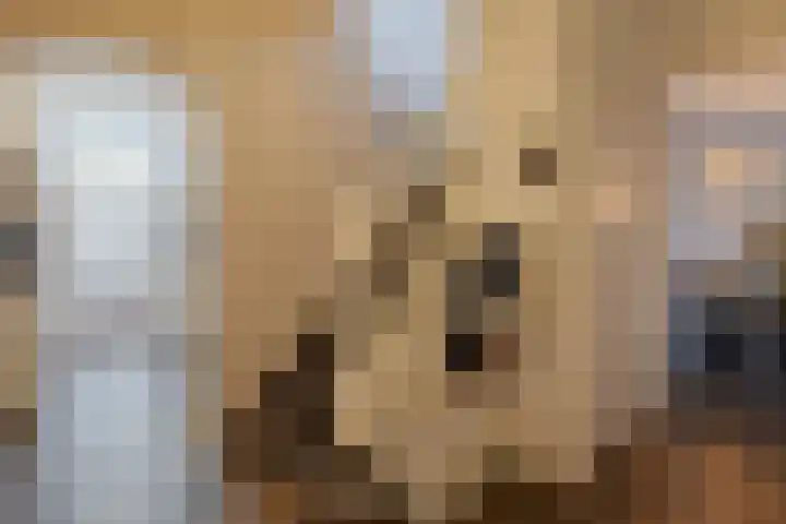 Boschweg 84 Schijndel thumbnail 7