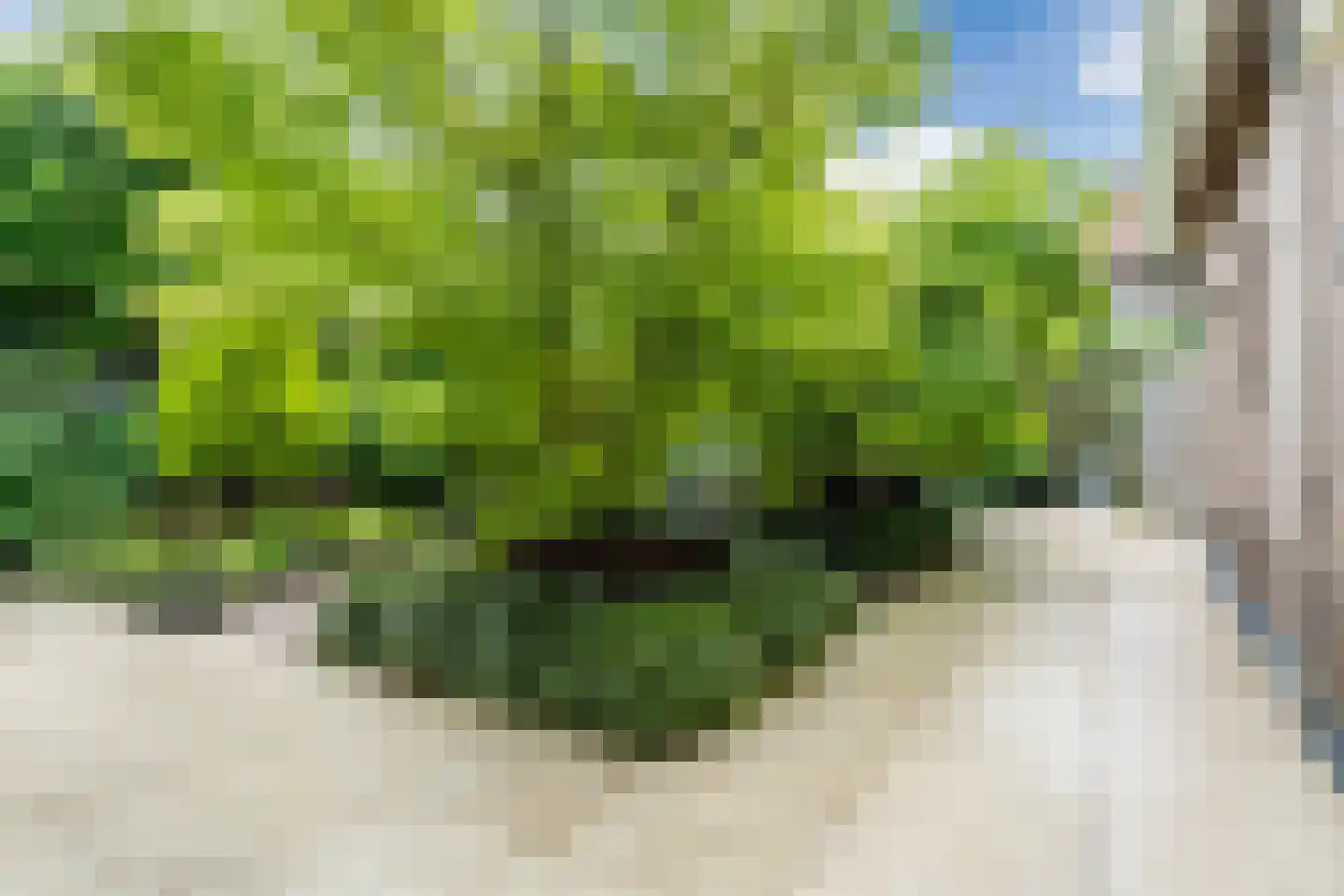Bosdammen 2 Ammerzoden thumbnail 47
