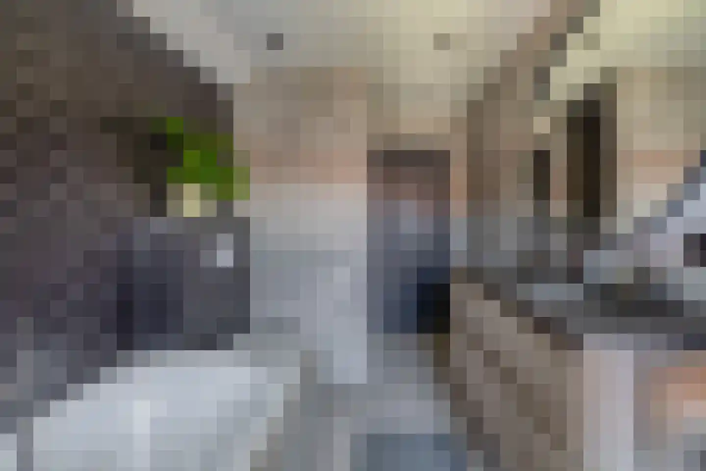 Bosdreef 42 Dirksland thumbnail 26