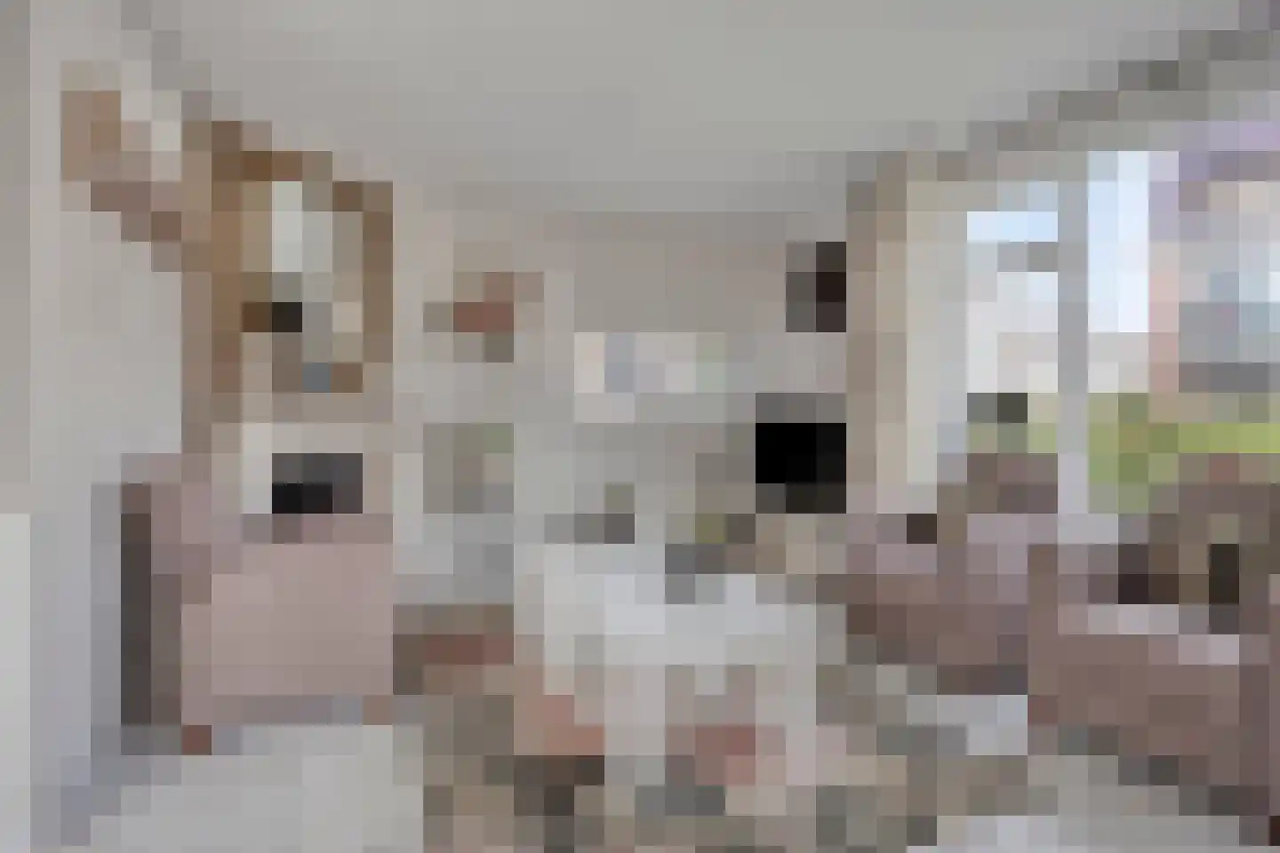 Bosdreef 44 Dirksland thumbnail 12