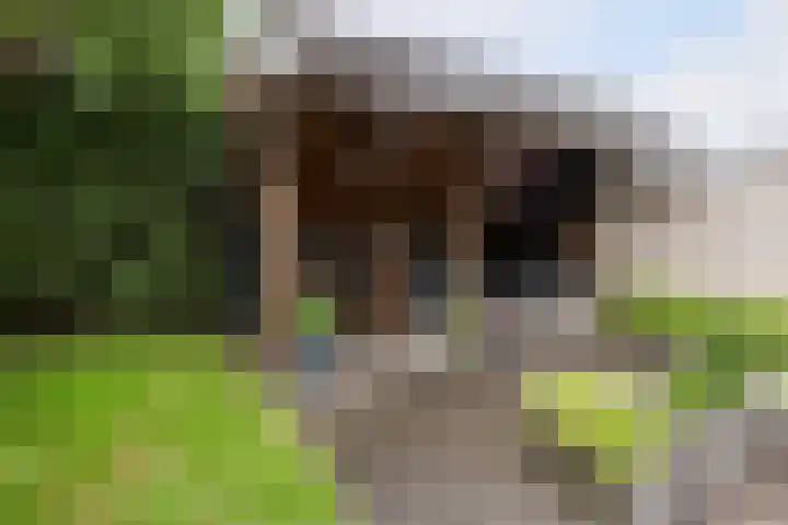 Boserf 17 Sint Philipsland thumbnail 41