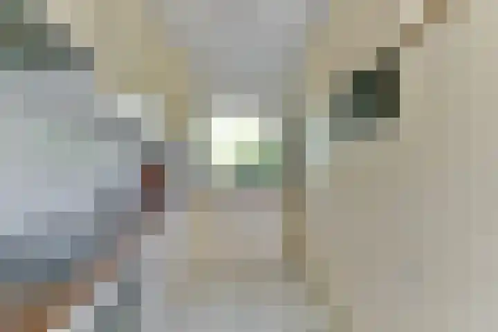 Bosfazant 11 Nieuwegein thumbnail 12