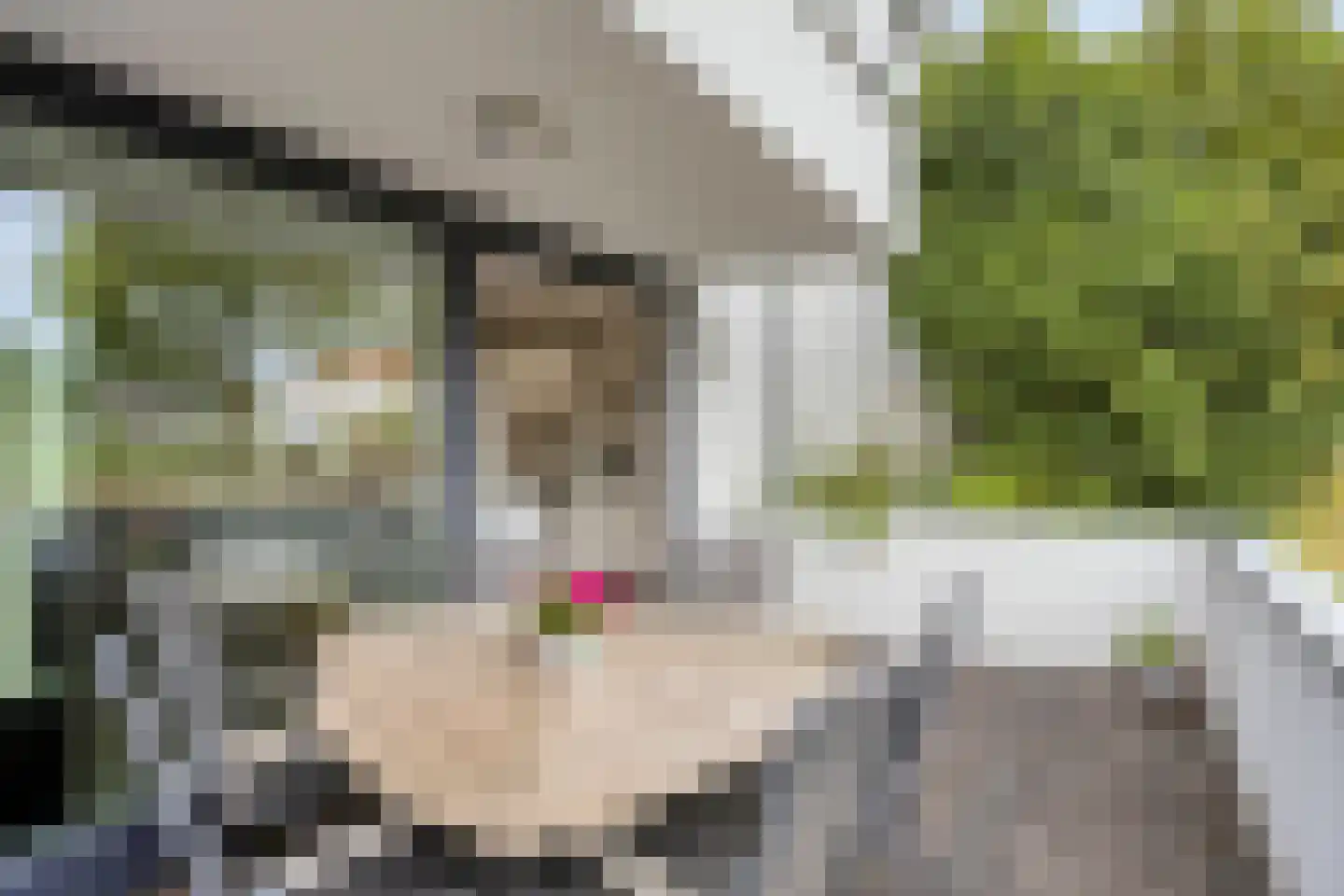 Bosfazant 125 Eindhoven thumbnail 14