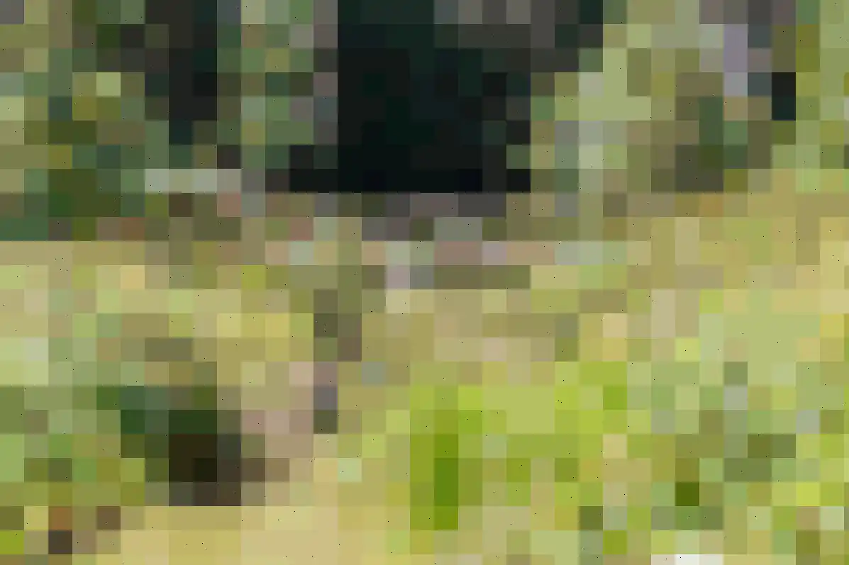 Bosfazant 143 Eindhoven thumbnail 56