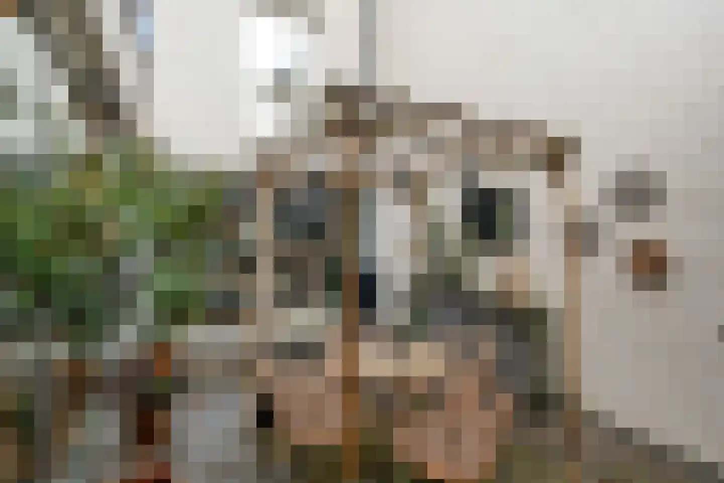Bosfazant 17 Eindhoven thumbnail 19
