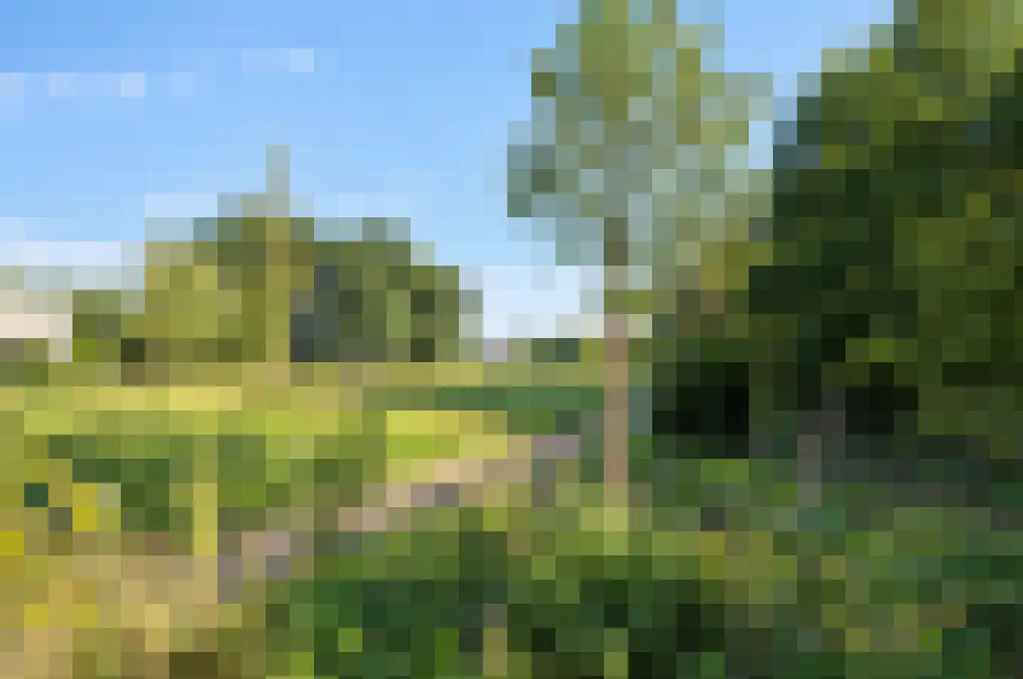 Bosfazant 18 Eindhoven thumbnail 14
